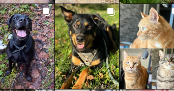 laurie pet sitter à Hauterive la fresse 25650_4