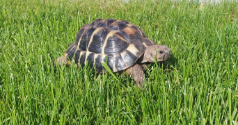 thomas pet sitter à DIFFEMBACH LES HELLIMER 57660_2