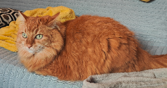 sophie pet sitter à RAMONVILLE ST AGNE 31520_4