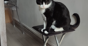 stéphanie cat sitter à VENISSIEUX 69200_0