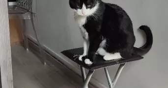 stéphanie cat sitter à VENISSIEUX 69200