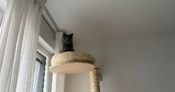 stéphanie cat sitter à AUBERVILLIERS 93300_3