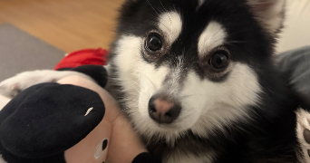 stella pet sitter à ASNIERES SUR SEINE 92600_1