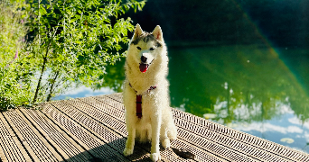 constance pet sitter à CHENNEVIERES SUR MARNE 94430_6
