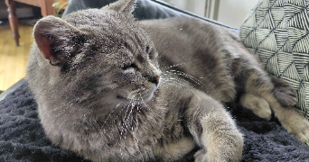 marine pet sitter à CHELLES 77500_3