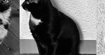 charlotte pet sitter à PERIGUEUX 24000_3