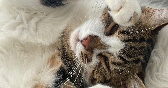 manon pet sitter à ST GERMER DE FLY 60850_1