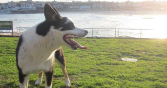 emeline pet sitter à ASNIERES SUR SEINE 92600_4