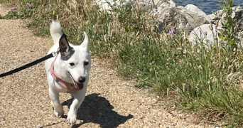 léa pet sitter à BOULOGNE BILLANCOURT 92100_9