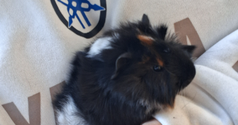 emma pet sitter à NUAILLE D AUNIS 17540_1