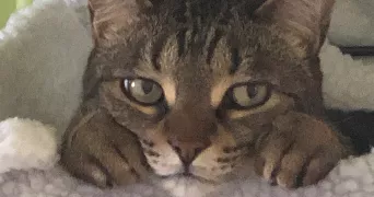 charline pet sitter à L HAY LES ROSES 94240