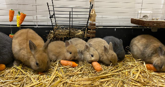 luna pet sitter à CACHAN 94230_2