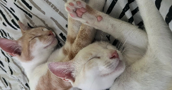 naïdie pet sitter à STRASBOURG 67000_6