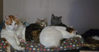 aure pet sitter à TOURS 37200_1