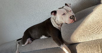 tatiana pet sitter à LIBOURNE 33500_1