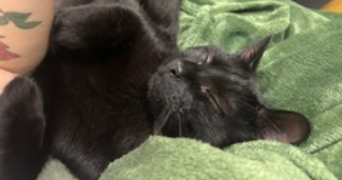 ines pet sitter à ST LEU D ESSERENT 60340_2