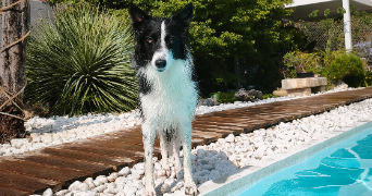 mickaël dog sitter à MARIGNANE 13700_2