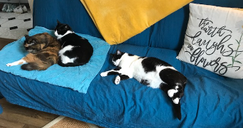 stéphanie cat sitter à MONTDIDIER 80500_3