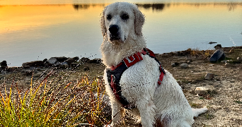 anna pet sitter à ILLZACH 68110_1