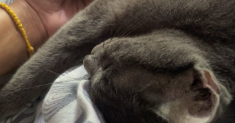 béthany pet sitter à BOBIGNY 93000_1