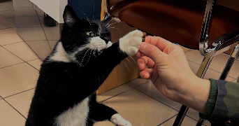 aurélie pet sitter à ROUFFACH 68250