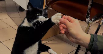 aurélie pet sitter à ROUFFACH 68250