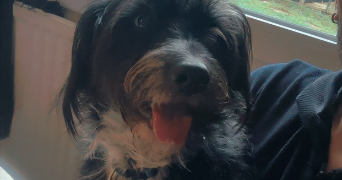 dimitri pet sitter à ANGERS 49100_1