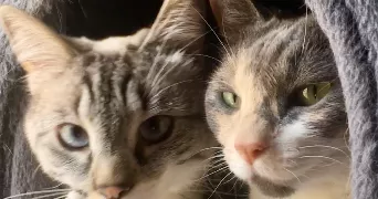 silvia pet sitter à ST REMY LES CHEVREUSE 78470