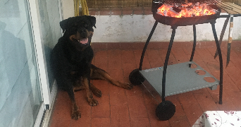 victoria pet sitter à MENTON 06500_4