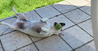 julie pet sitter à BOULOGNE BILLANCOURT 92100_3