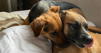 maïlys pet sitter à BOURGES 18000_0