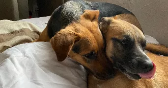 maïlys pet sitter à BOURGES 18000