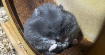 anael pet sitter à TOURCOING 59200_6
