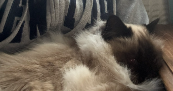 axelle pet sitter à BORDEAUX 33000_4
