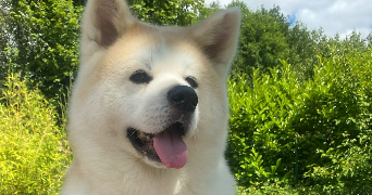 laura pet sitter à LES ESSARTS LE ROI 78690_1