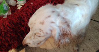 fabienne pet sitter à LA ROCHE SUR YON 85000_2