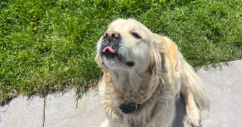 anais pet sitter à Clohars Carnoët 29360_3