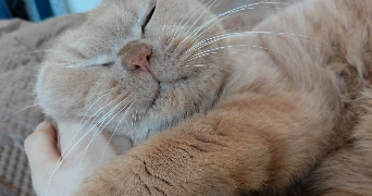 morgane pet sitter à ARCUEIL 94110_1