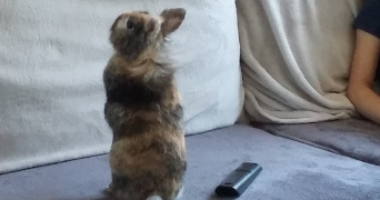 apolline pet sitter à DIJON 21000_4