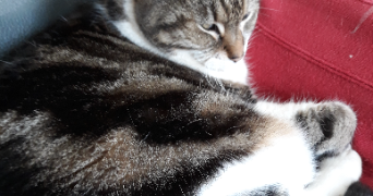 jean michel pet sitter à CAESTRE 59190_2