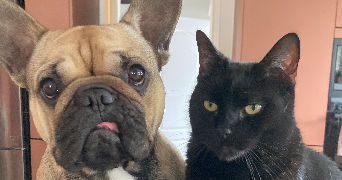 clarissa pet sitter à TOULON 83000_0