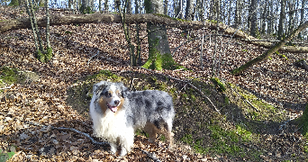 manon pet sitter à VERRIERES 10390_4