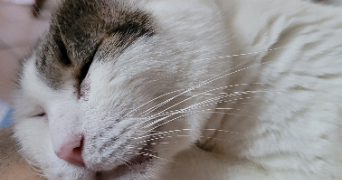 elisabeth pet sitter à Épinay sur Seine 93800_5