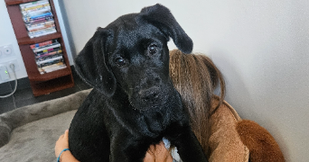 mathilde pet sitter à Saint-Cyr-sur-le-Rhône 69560_1