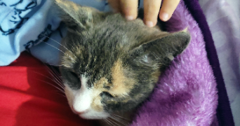 lina pet sitter à PLAISIR 78370_1