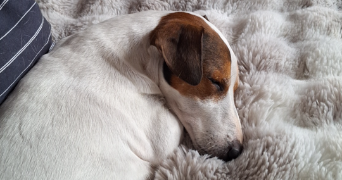 inès dog sitter à LYON 08 69008_2