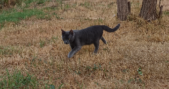 gwenaëlle pet sitter à CASTELSARRASIN 82100_0