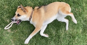 evan pet sitter à MARSEILLE 05 13005_0