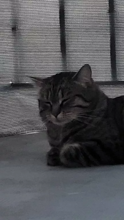 andy pet sitter à Compiègne 60200