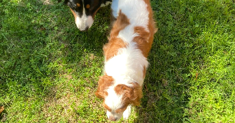 ethan pet sitter à LEVALLOIS PERRET 92300_6